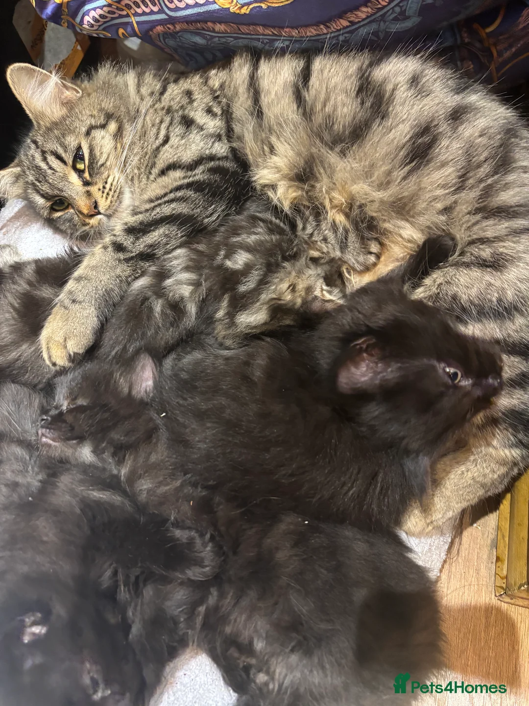 Norwegian Forest Cat cats for sale: Adorable Norwegian forest kittens for sale  - Advert 5