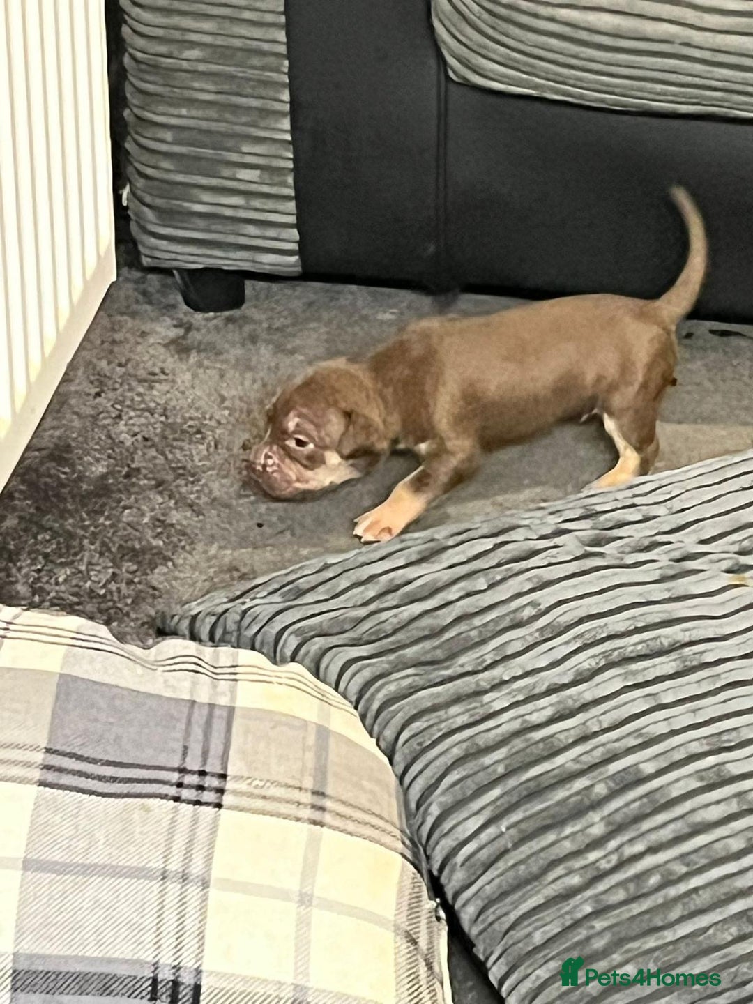 Mixed Breed dogs for sale: Mixed breed pups  - Image 5