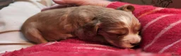 Cocker Spaniel dogs for sale: KC Registered Golden & Red Working Cocker puppies in Kendal - Advert 9