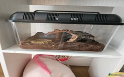 Tarantulas invertebrates for sale: Grammostola pulchripes with set up  - Image 6