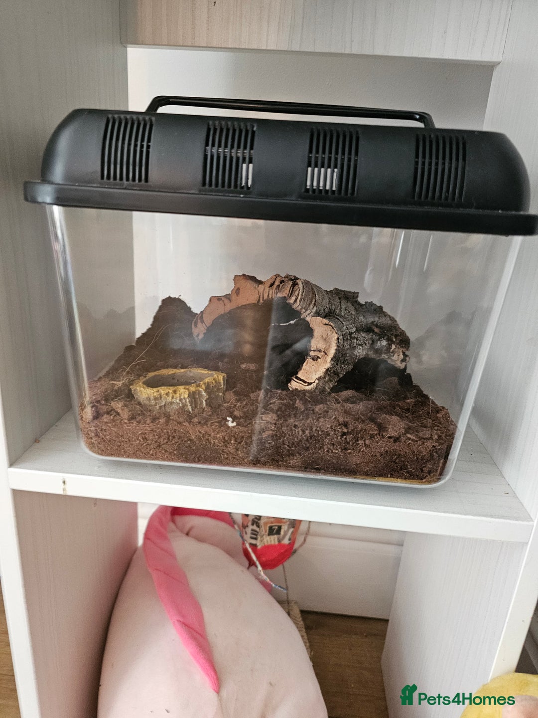 Tarantulas invertebrates for sale: Grammostola pulchripes with set up  - Image 6