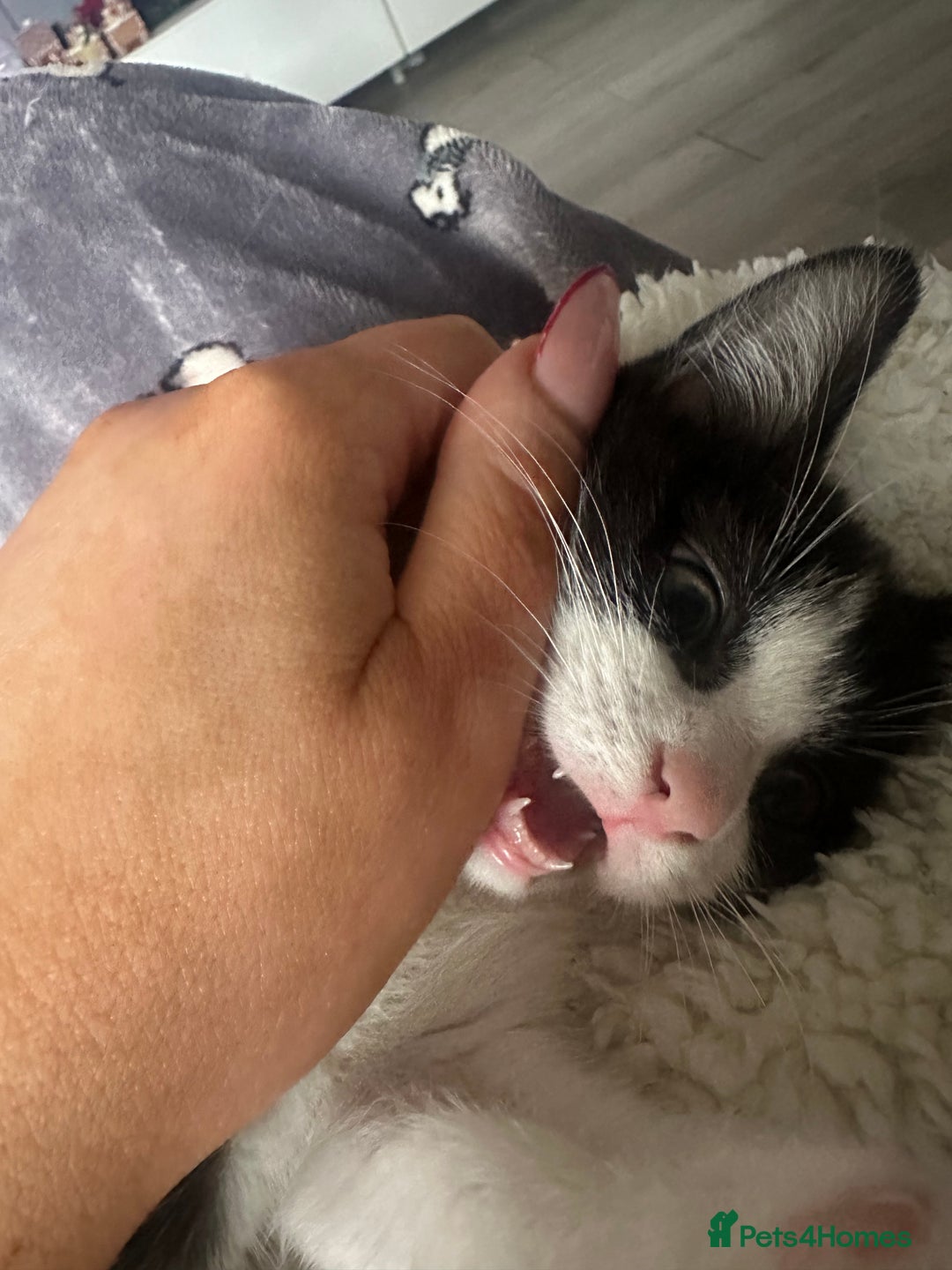 Mixed Breed cats for sale: Baby boy kitten for sale - Advert 3