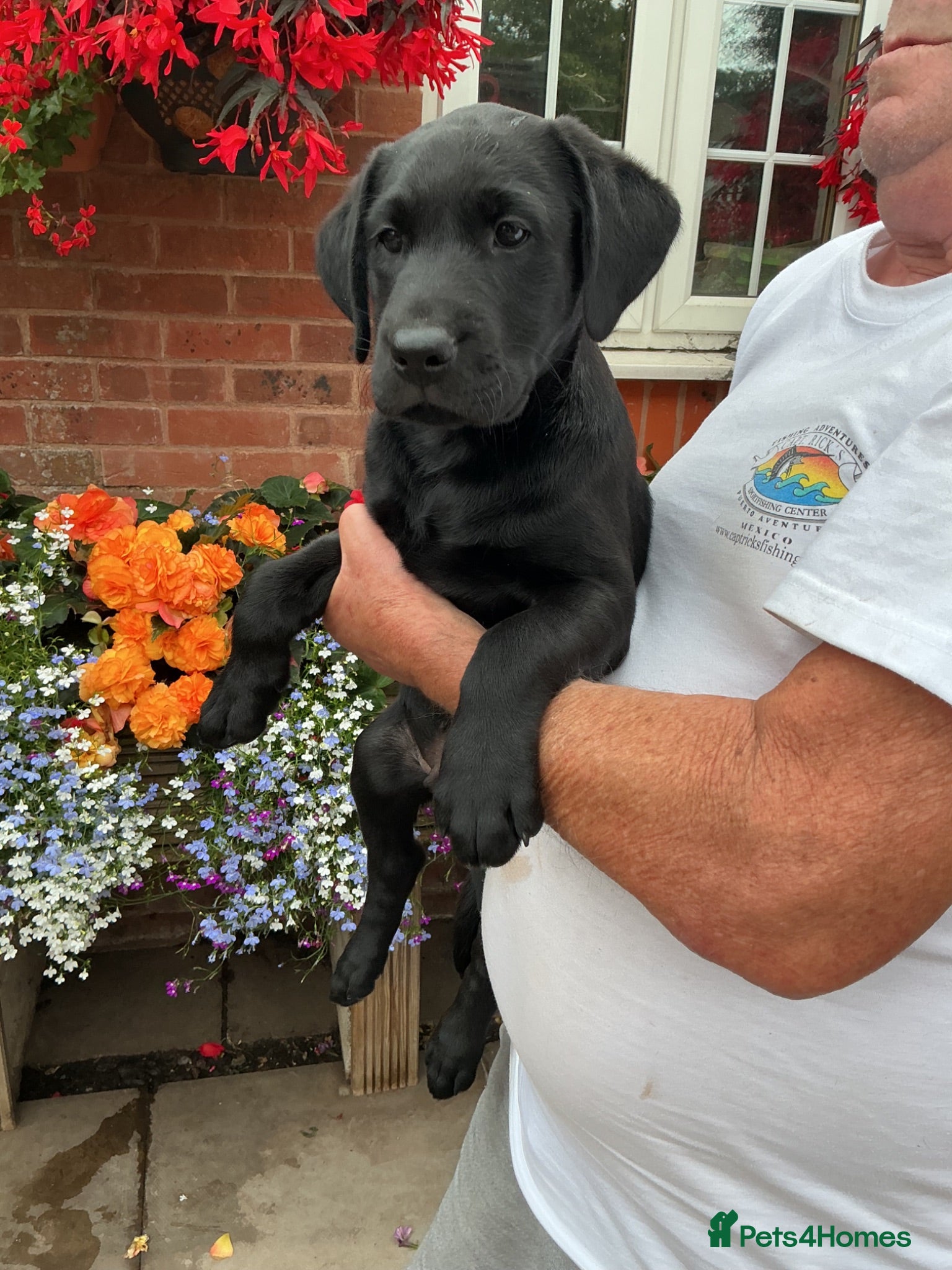 Labrador Retriever dogs Labrador Retreiver Puppy Dogs - Advert 5