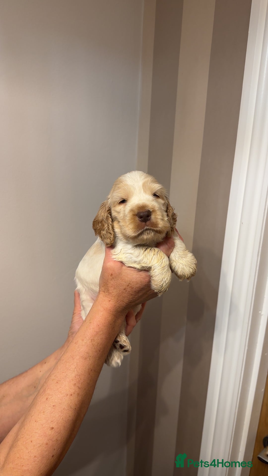 Cocker Spaniel dogs for sale: English show cocker spaniels  - Image 2