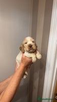 Cocker Spaniel dogs - Advert 15