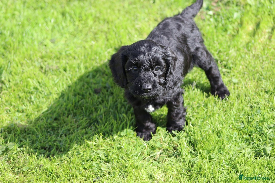 Cockapoo dogs for sale: F1 Cockapoo puppies for sale  - Image 10