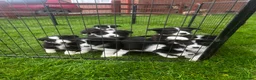 Border Collie dogs for sale: ELITE PRESTIGIOUS ISDS BORDER COLLIE PUPPIES - Advert 17