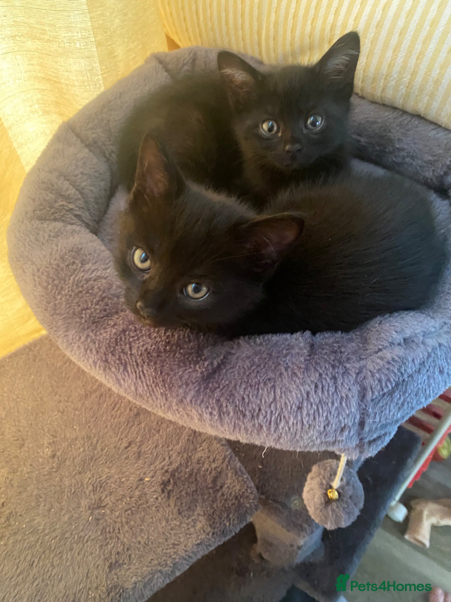 Mixed Breed cats Two black male kittens - Advert 1