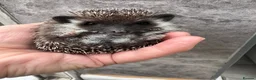 Pygmy Hedgehog rodents for sale: 8wk old APH babies various masks/ colours  - Advert 27