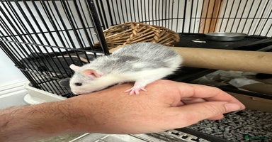 Rat rodents - Advert 3