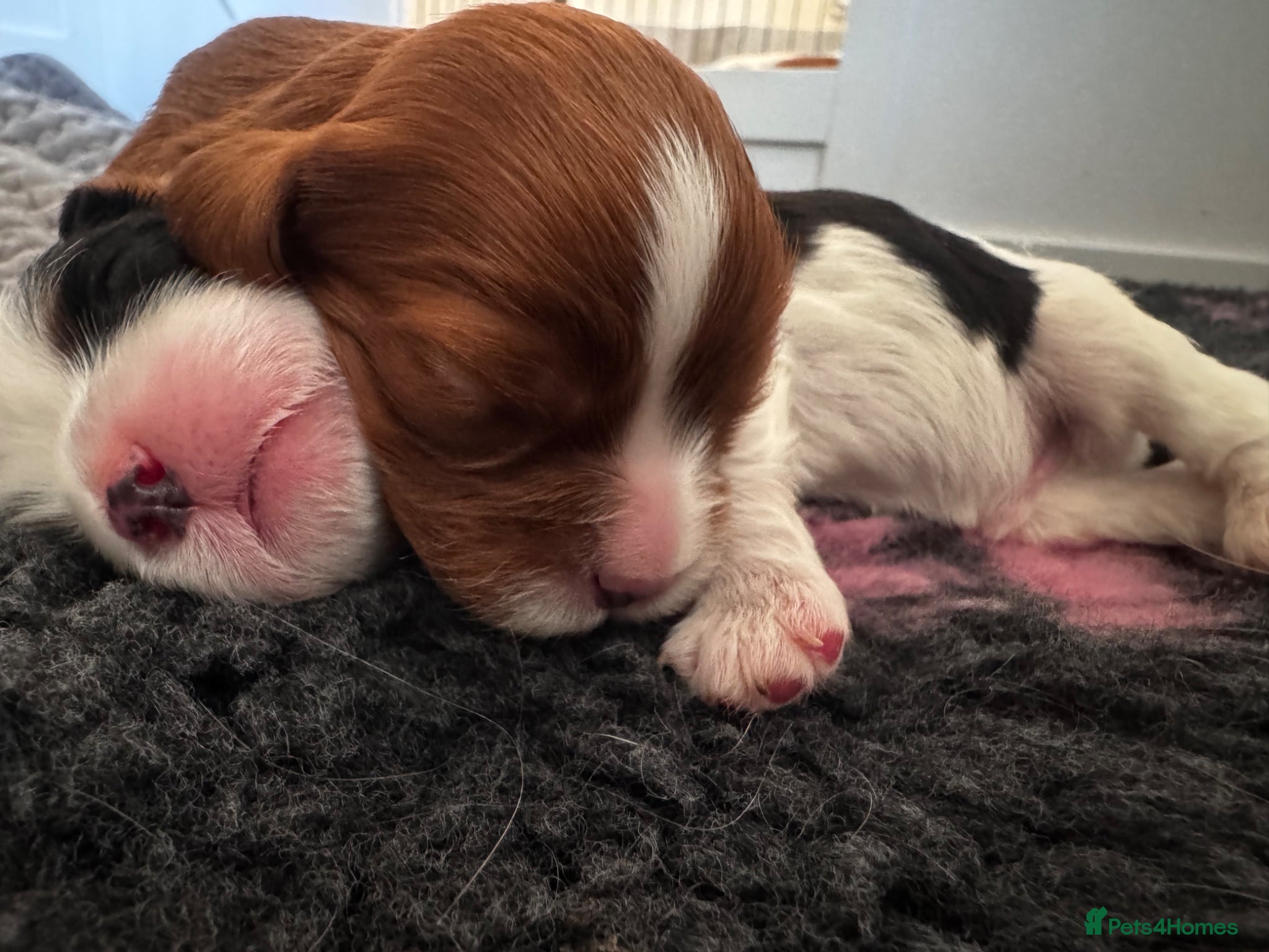 Cavalier King Charles Spaniel dogs Chocolate carriers ,Kc register , DNA tested - Advert 11