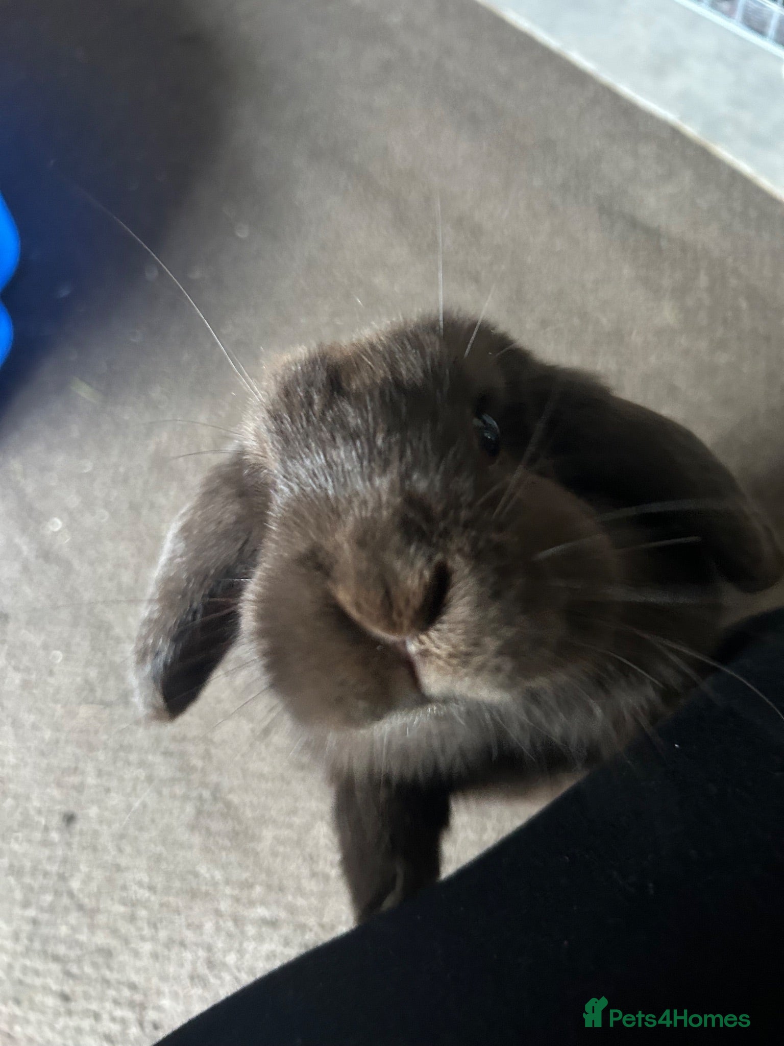 Guinea Pig rodents Female rabbit 5 months  - Advert 19