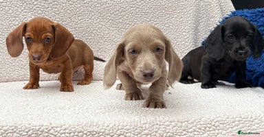 Dachshund dogs - Advert 7