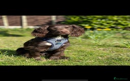 Sprocker dogs for stud: Stunning Cocker Spaniel Cross for Stud  - Image 26