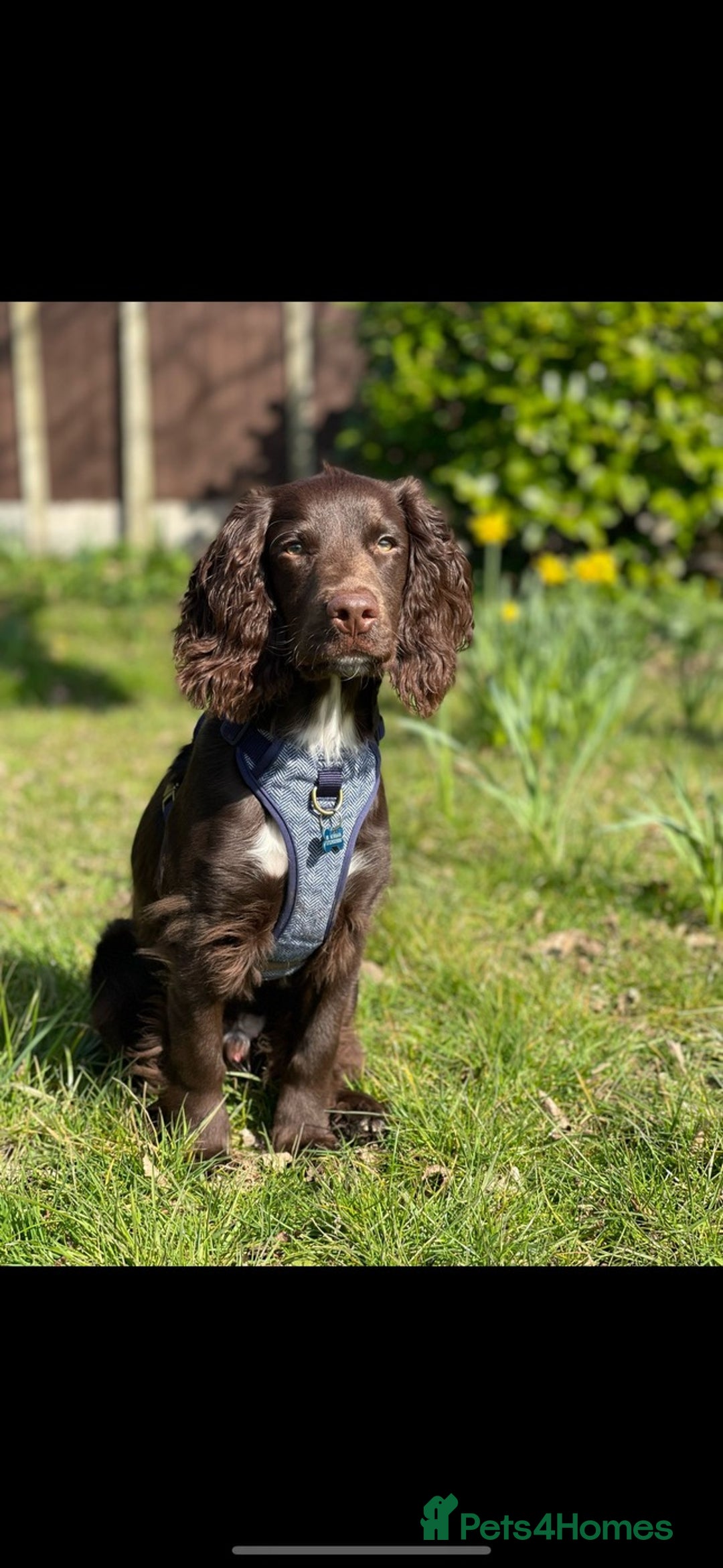 Sprocker dogs for stud: Stunning Cocker Spaniel Cross for Stud  - Image 26