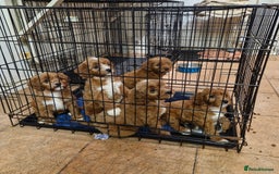 Cavapoo dogs for sale: Cavapoo puppies  - Image 15