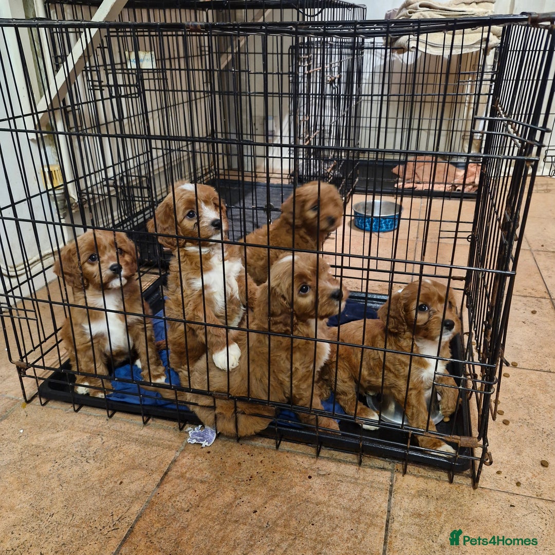 Cavapoo dogs for sale: Cavapoo puppies  - Image 15