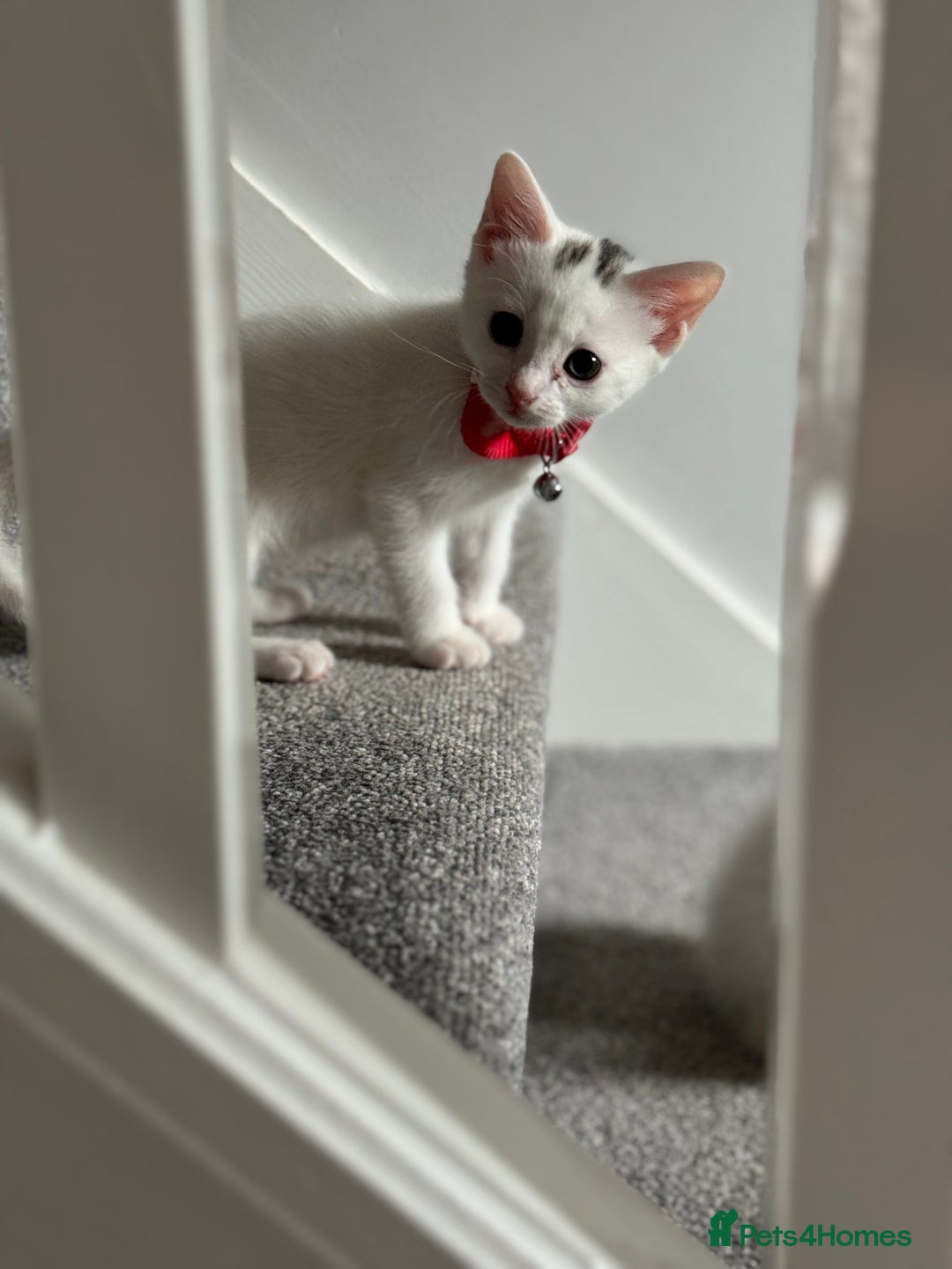 Mixed Breed cats for sale: Mixed breed white kittens  - Image 16