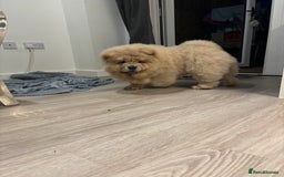 Chow Chow dogs for sale: Champion pedigree chow chow puppies in Northampton - Image 9