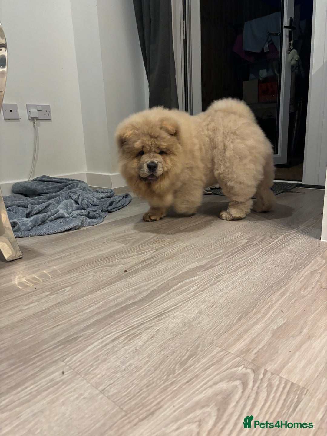 Chow Chow dogs for sale: Champion pedigree chow chow puppies in Northampton - Image 9