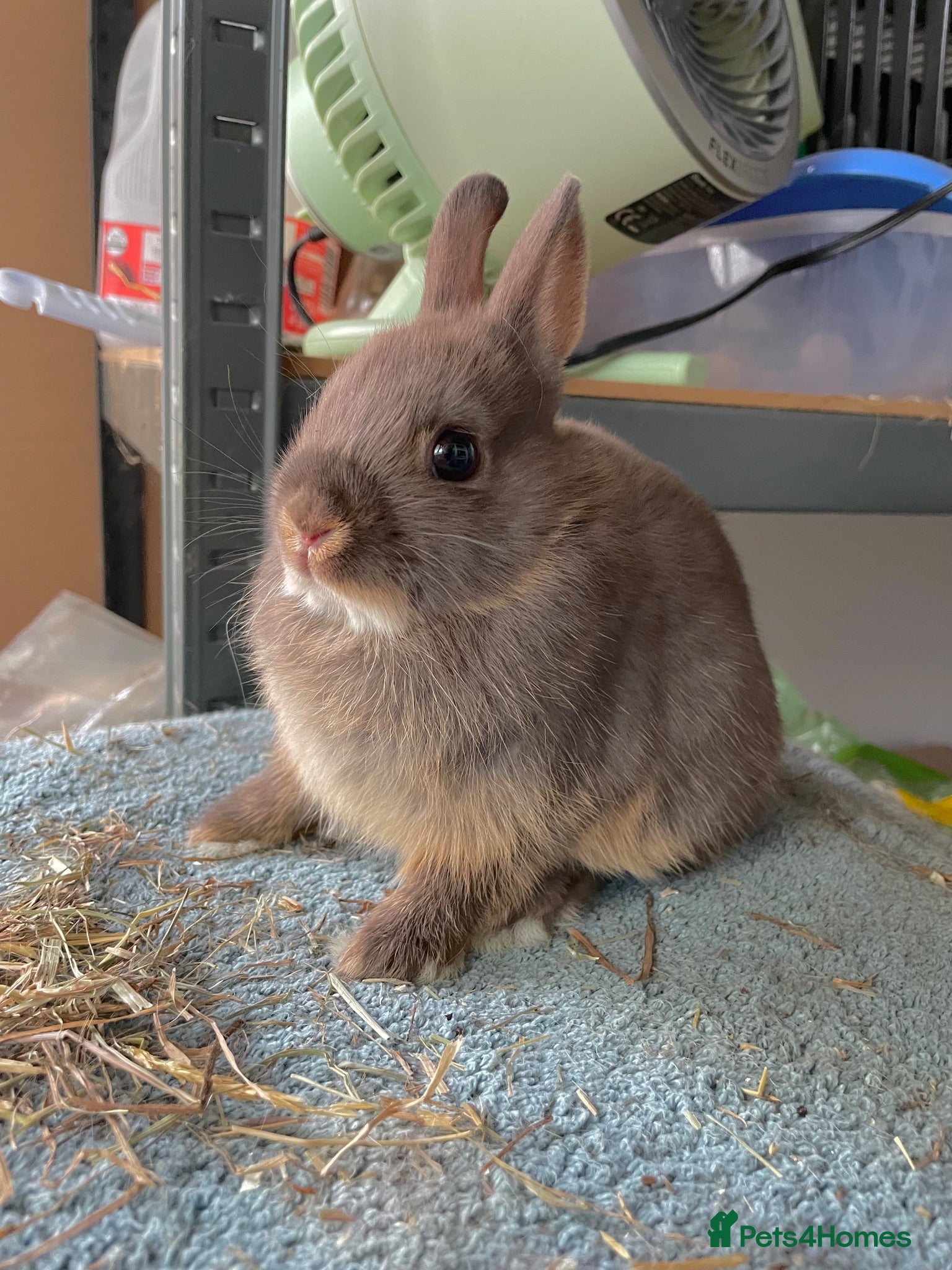 Netherland Dwarf rabbits Netherland Dwarf purebred Baby Rabbits - Advert 2