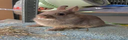 Netherland Dwarf rabbits for sale: Netherland Dwarf purebred Baby Rabbits NEW  - Advert 3