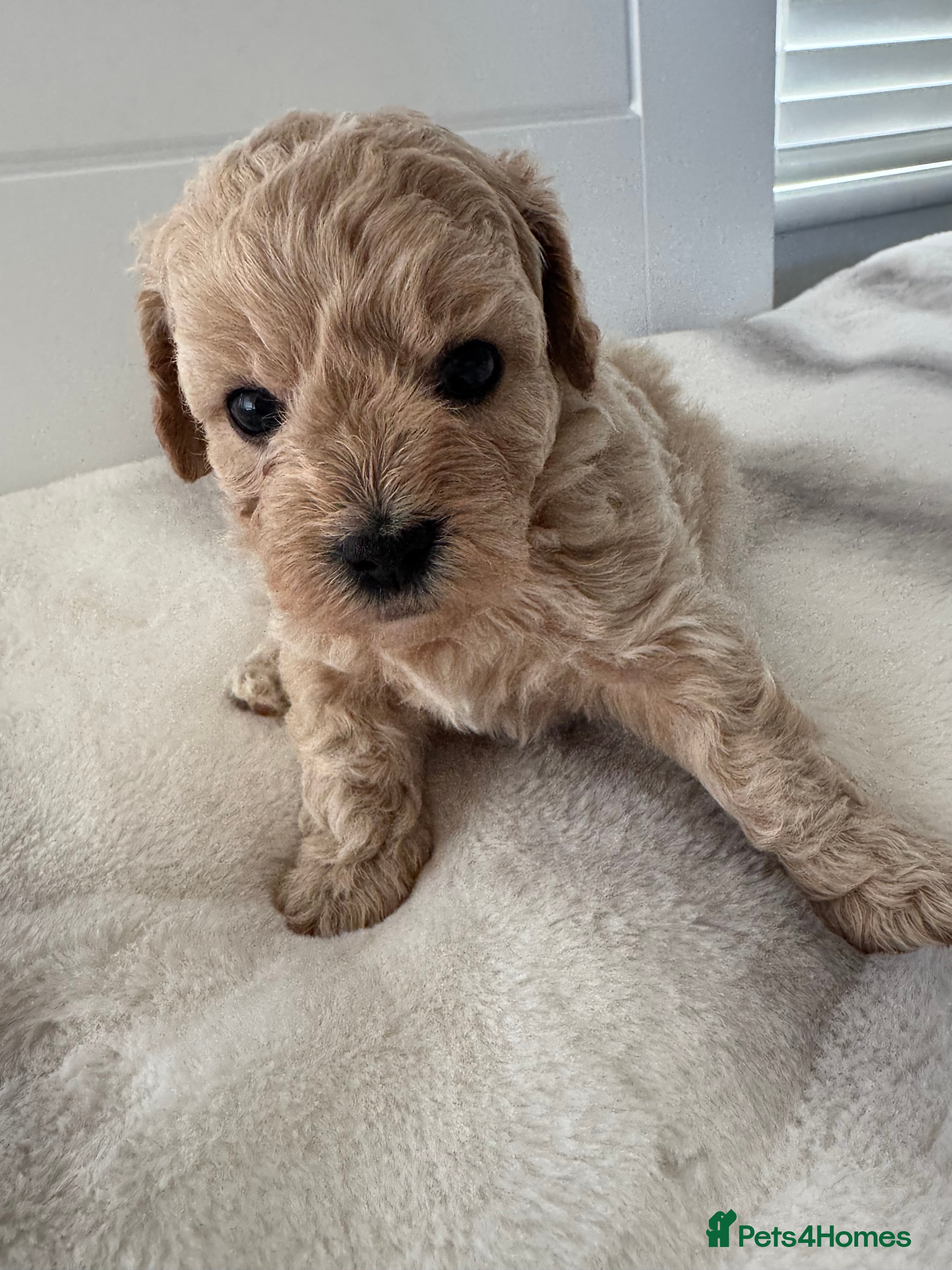 Maltipoo dogs 1 ADORABLE GIRL MALTIPOO AVAILABLE  - Advert 2