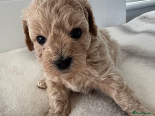 Maltipoo dogs 1 ADORABLE GIRL MALTIPOO AVAILABLE - Advert 3