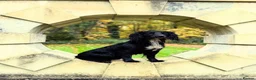 Cocker Spaniel dogs for sale: Working cocker pups  - Advert 6