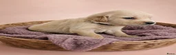 Golden Retriever dogs for sale: READY TO LEAVE 4 girls Golden retriever puppies - Advert 17