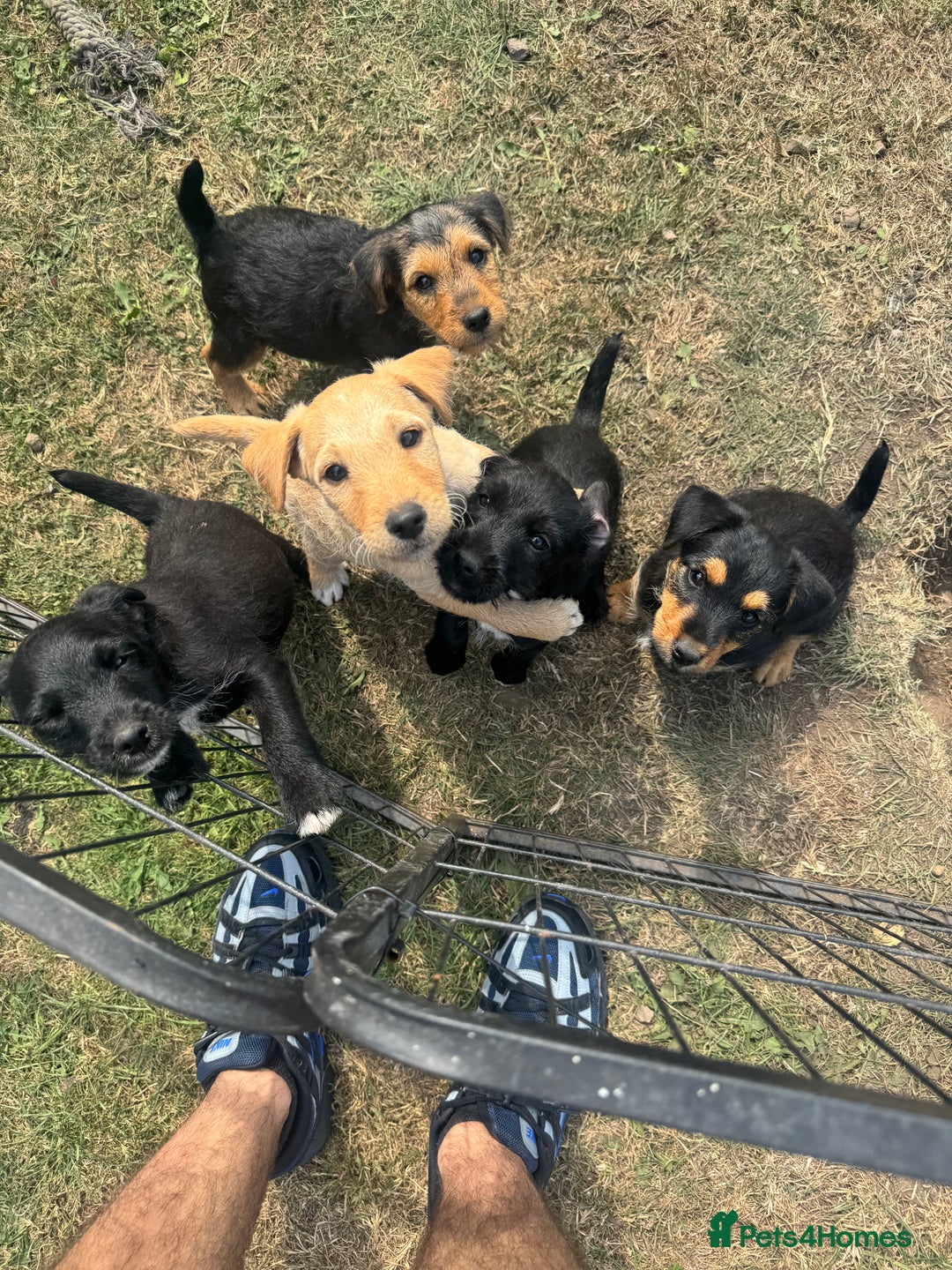 Mixed Breed dogs for sale: Lakeland x Jack Russel - Image 5