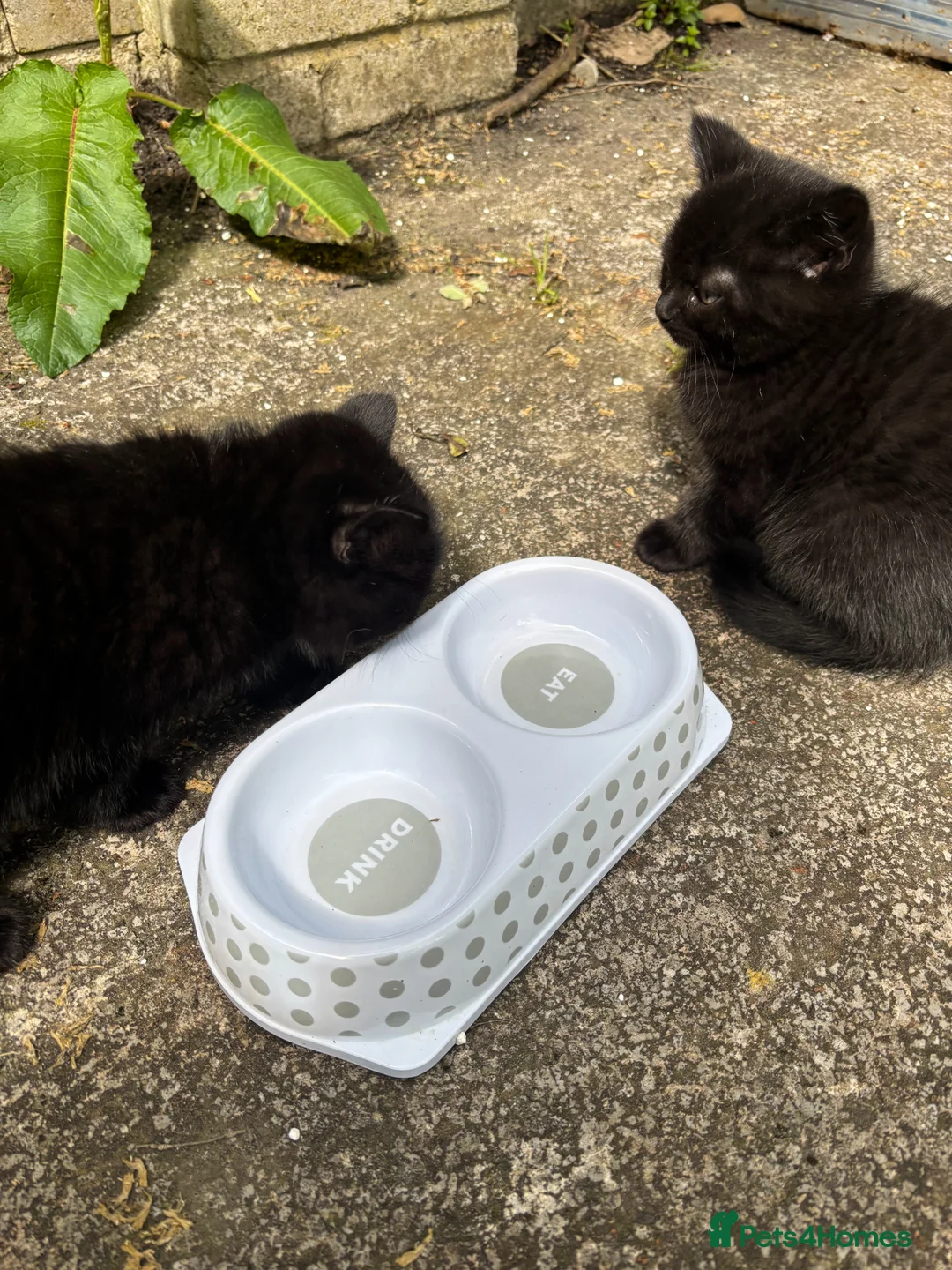 British Shorthair cats for sale: 4 stunning british shorthair x ragdoll kittens in Manchester - Advert 10