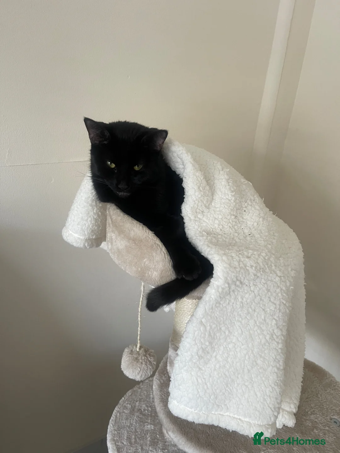 Bombay cats for sale: Rocko  in Birmingham - Advert 1