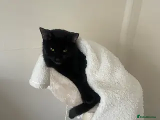 Bombay cats Rocko - Advert 2