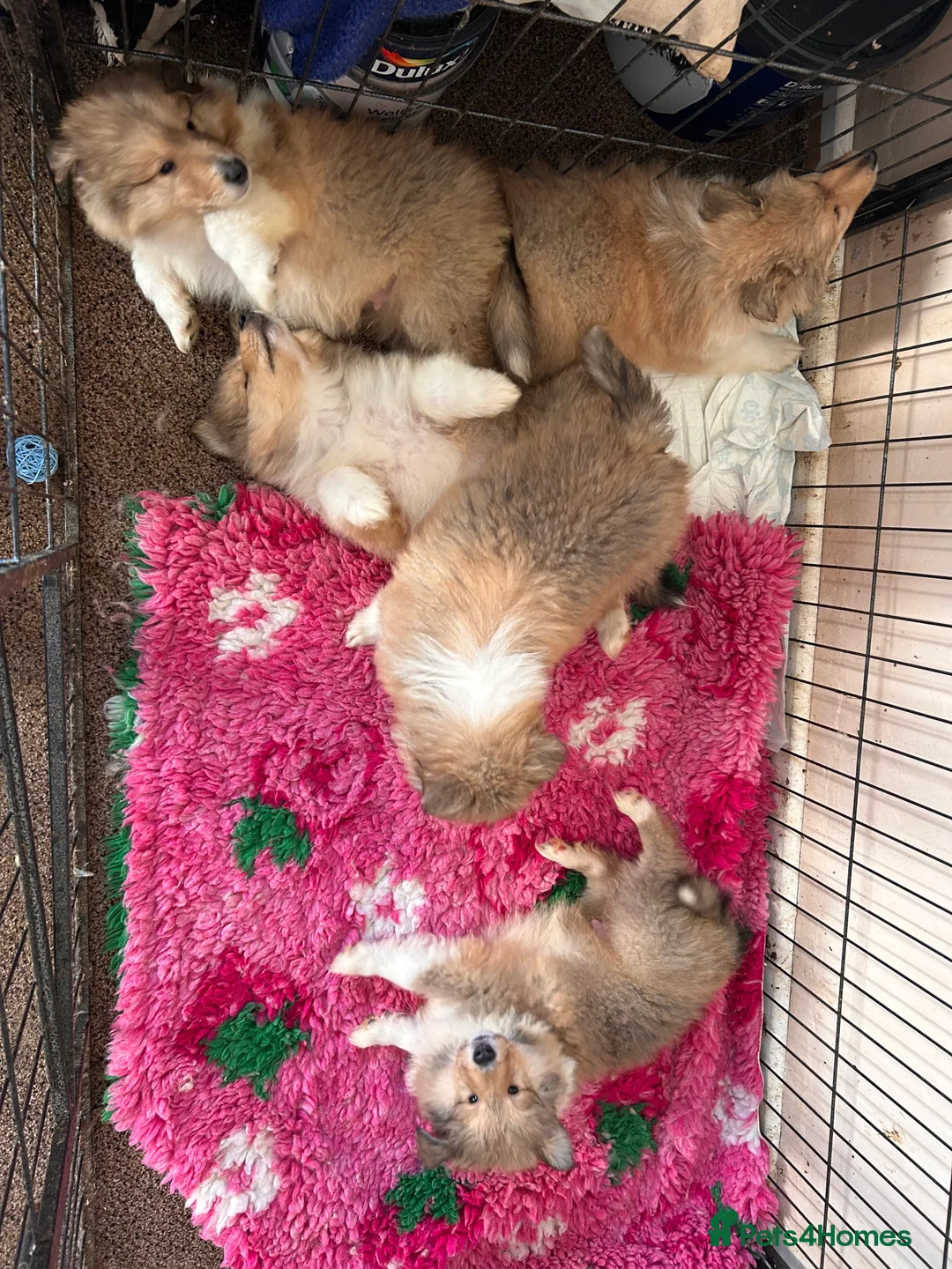 Rough Collie dogs for sale: Rough Collie Puppies  - Advert 9