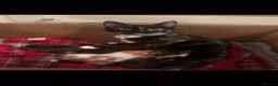 Mixed Breed cats for sale: 4 kittens looking for their forever home - Advert 8