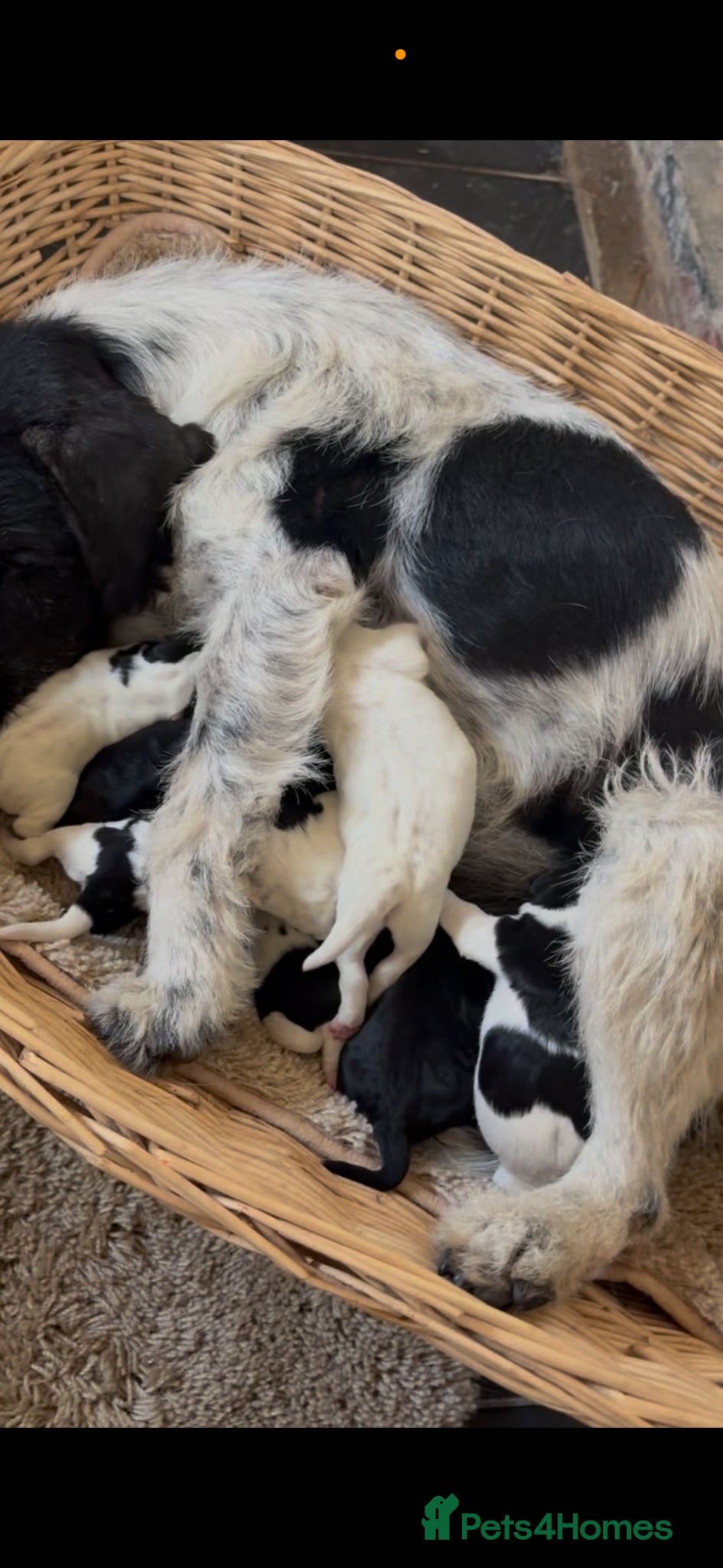 Patterdale Terrier dogs Patterdale terrier puppies  - Advert 3