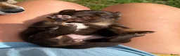 Mixed Breed dogs for sale: Beautiful Dachshund Cross Puppies in Carmarthen - Advert 5