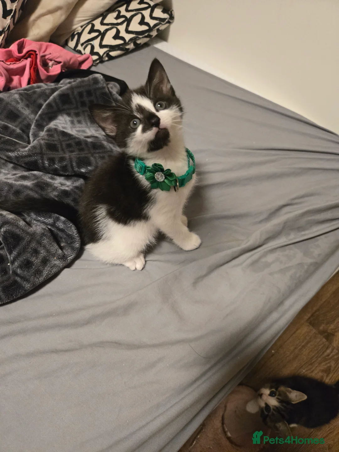 Mixed Breed cats for sale: Kittens Looking for Loving Homes  - Advert 6