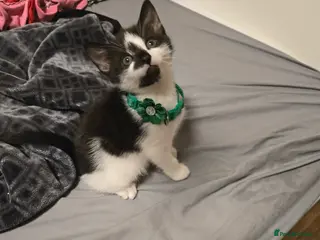 Mixed Breed cats Kittens Looking for Loving Homes - Advert 8