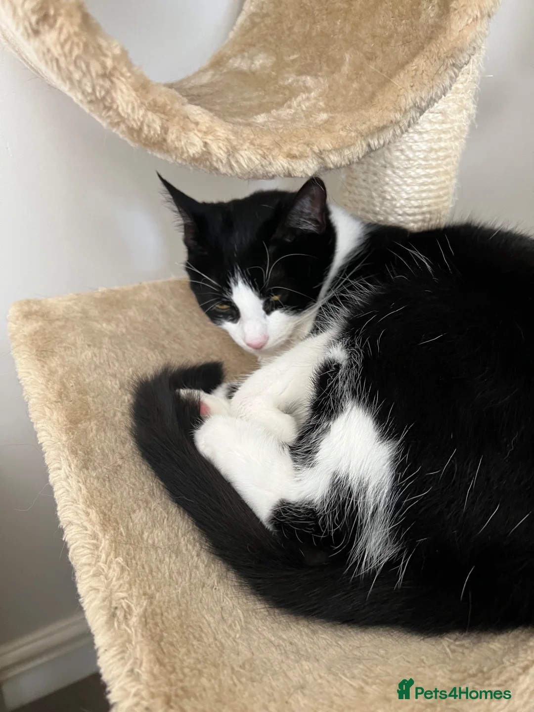 British Shorthair cats for sale: Boba needs a new home - Advert 11