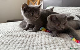 Russian Blue cats for sale: Russian Blue Kittens - Image 11