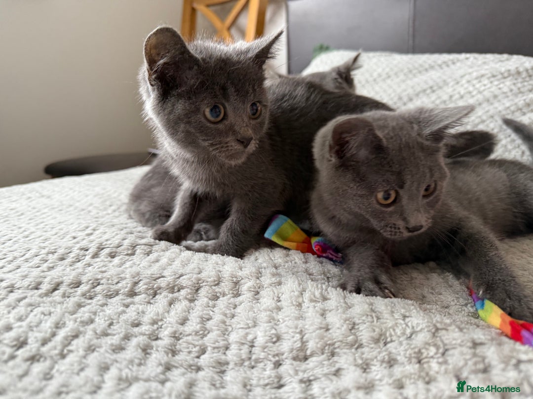 Russian Blue cats for sale: Russian Blue Kittens - Image 11