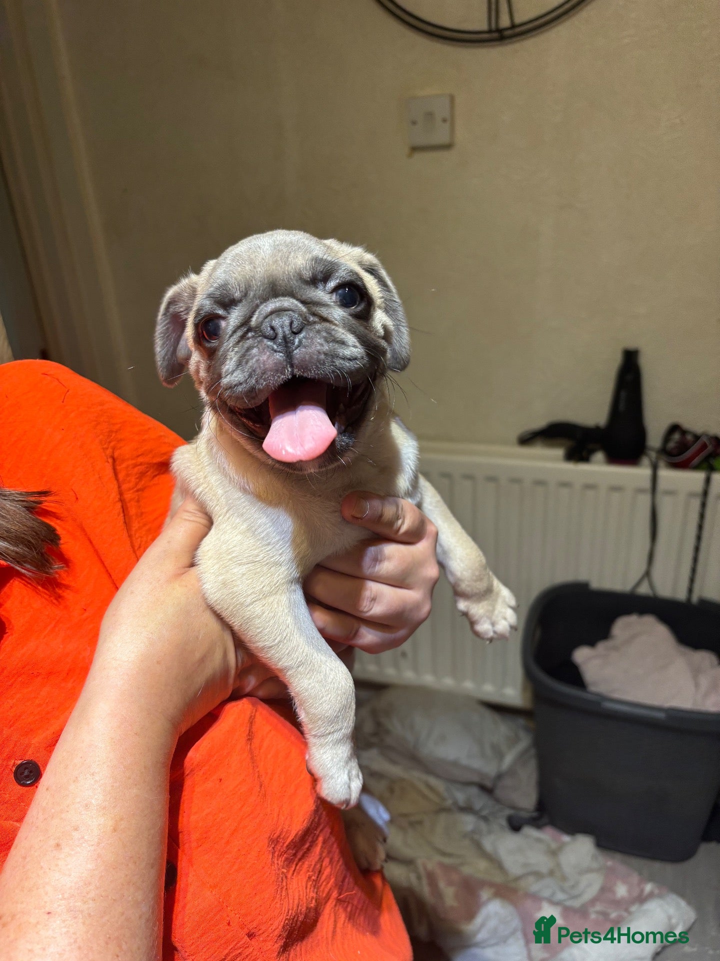 Pug dogs Two beautiful pug pugs available  - Advert 1