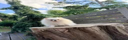 Pomeranian dogs for sale: SUPER TINY WHITE POMERANIAN BOY - Advert 35
