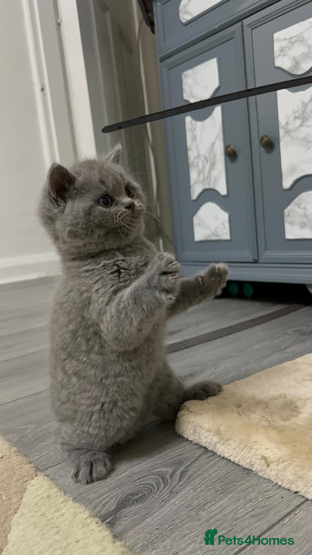 British Shorthair cats for sale: Three blue Britishshorthair kittens (boys)for sale - Advert 3