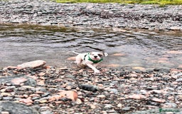 Mixed Breed dogs for sale: Dotty - Image 6