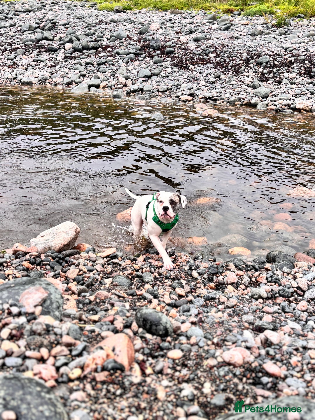 Mixed Breed dogs for sale: Dotty - Image 6