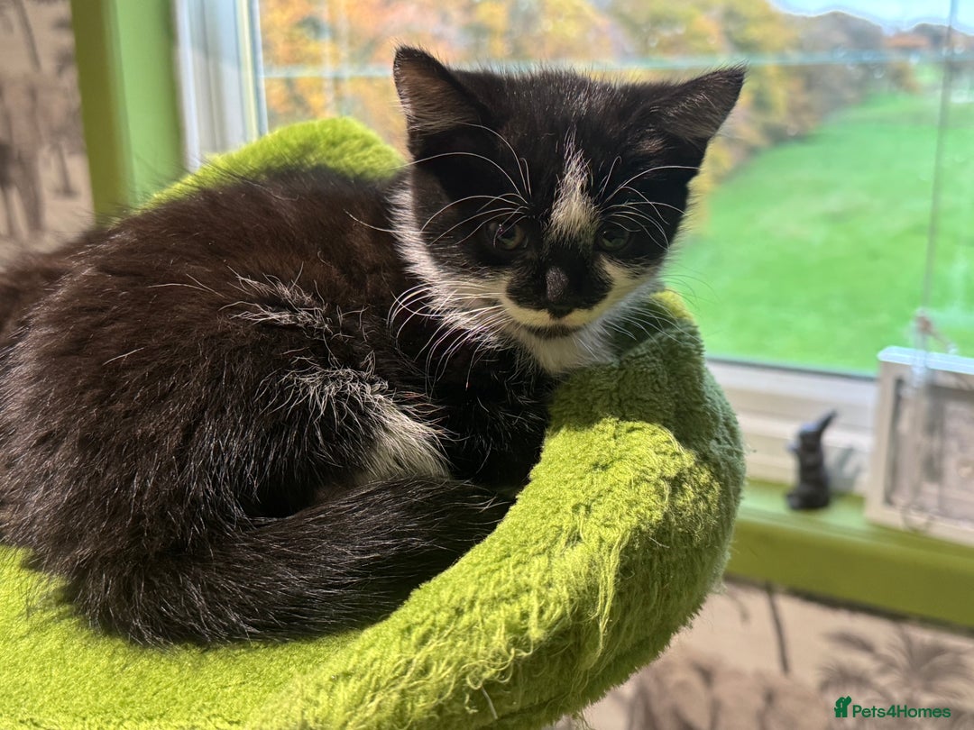 Mixed Breed cats for sale: Long haired girl fluffy Kittens  - Image 17