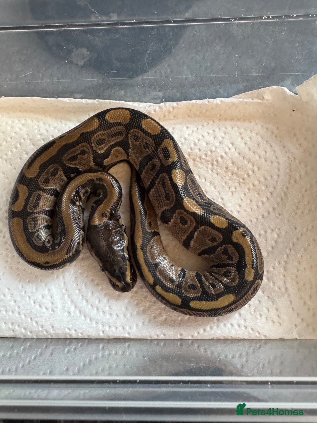 Snake reptiles for sale: 2025 royal python hatchlings ( highways)  - Image 8